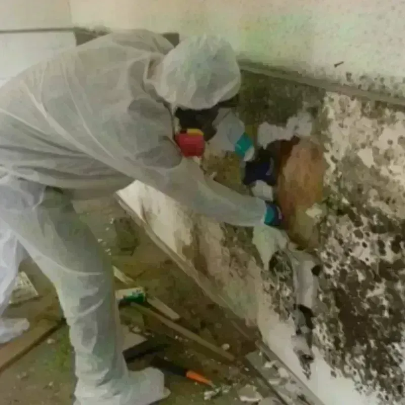 Mold Remediation and Removal in Bonner Springs, KS